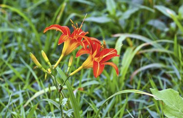 Twins daylily flowers