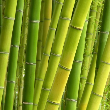 Peaceful Bamboo