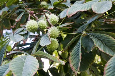 horse chestnut tree