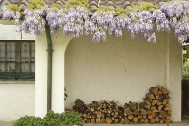 Firewood under a white porch with wisteria above