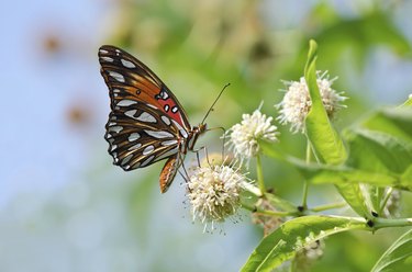 Gulf Fritillary butterfly (Agraulis vanillae)