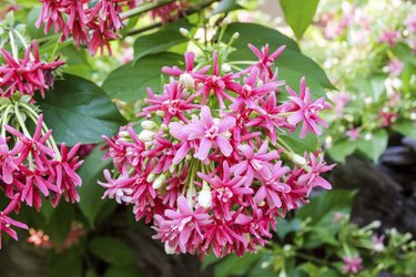 Rangoon Creeper Plant (quisqualis indica)