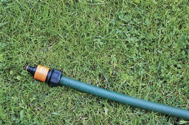 Hose on grass, Clover and Dandelion leaves, close-up