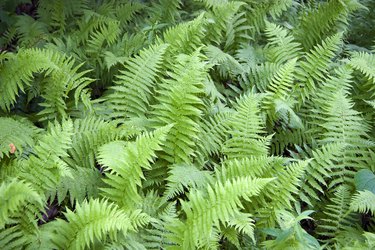 Wild Ferns