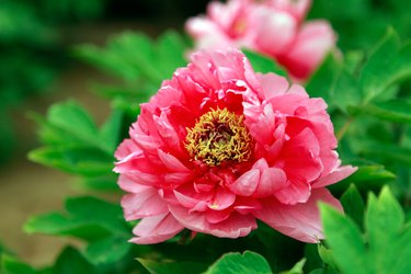 Peony