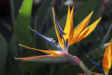 Bird of paradise