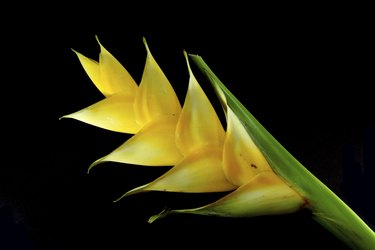 Yellow Heliconia flower