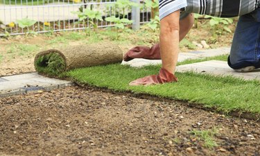 Gardening - laying sod for new lawn