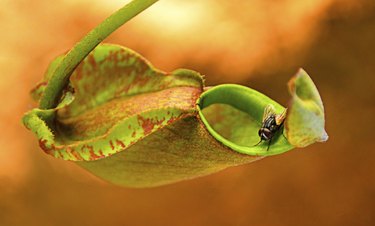 Nepenthes is Carnivorous Plants often to trap insect.