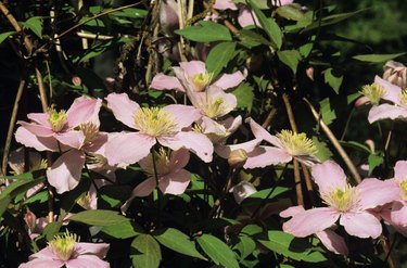 Clematis vine, pink