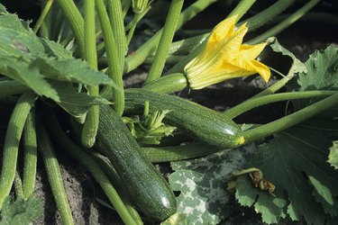 Zucchini plants with bloom, early Summer