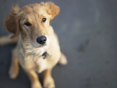 Dog looking up, close-up