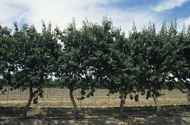 Apricot orchard, late Spring