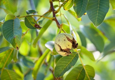 ripe walnut