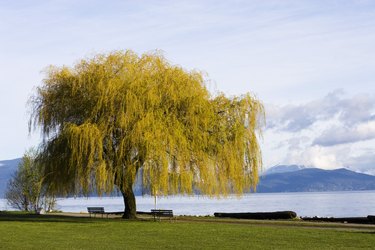 Tree on the beach