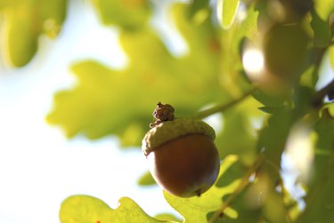 Close-up of an acorn on an oak tree