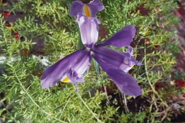 Purple iris flower outdoors