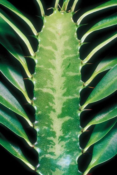 Close-up Euphorbia foliage