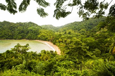 Vegetation at the coast