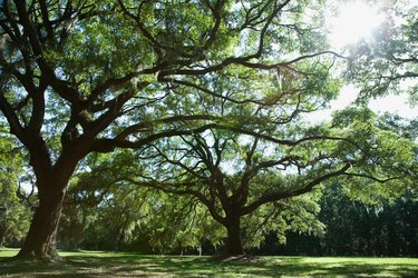 Park landscape with lawn and trees