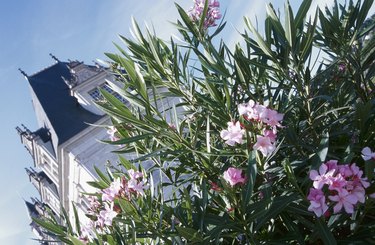 Exterior of mansion with blooming oleander