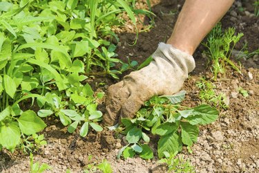 Weeding garden