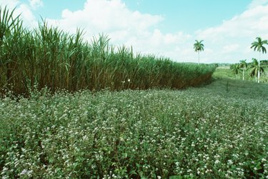 Sugar cane in field in Cuba