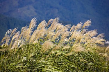 Japanese pampas grass