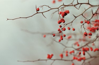 Buckthorn berries on tree in winter