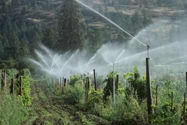 Sprinklers in vineyard in British Columbia, Canada