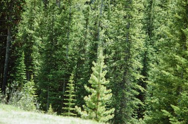 Evergreen forest in Banff National Park, Canada