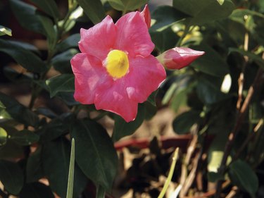 Close-up of mandevilla