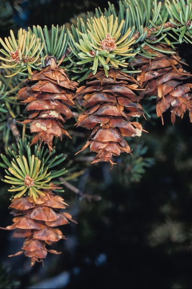 Pinecones