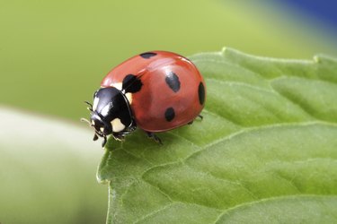 ladybug on leaf