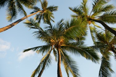 View of tall palm trees.