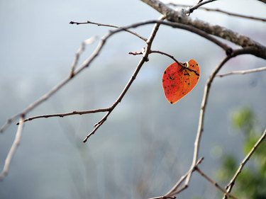 Lonely leaf in autumn