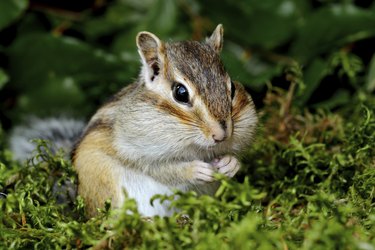 Chipmunk in forest