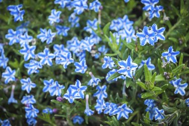 White Star Flower