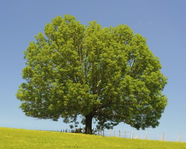 single perfect ash tree at spring