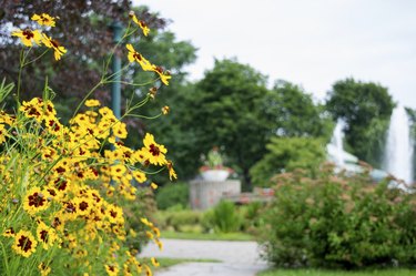 Plains coreopsis