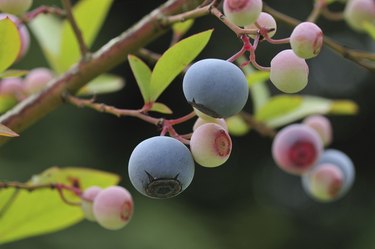 Blueberries