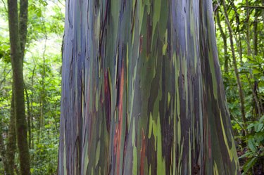 Rainbow Eucalyptus