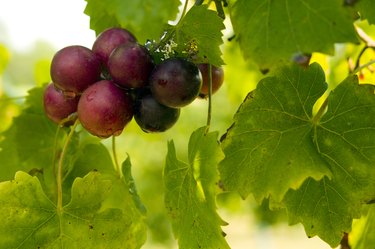 Muscadine grapes on the vine