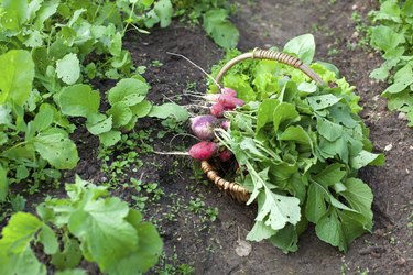 basket with fresh radishes