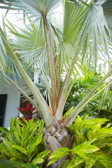 Fan palm and tropical vegetation in urban landscaping