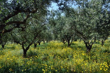 olive trees plantation and wild flowers