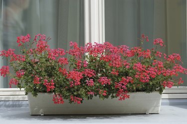 Red Ivy Geranium in a window box