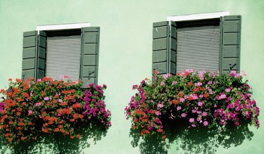 Red and pink flowers growing on the ledge of windows of a house, Burano, Venice, Italy