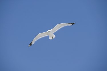 Seagull soaring