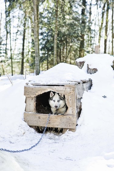 should a dog house have a door